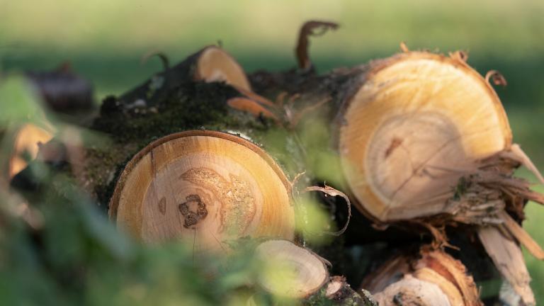 Deforestación en el Sector Empresarial